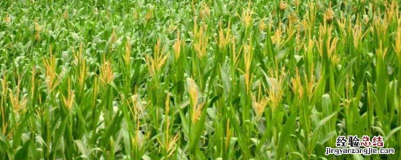 龙高l2玉米种子适合哪些地区种植,附简介
