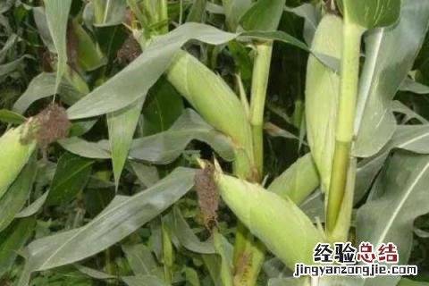 隆禧119玉米种特性特征,附简介 隆禧119玉米品种介绍