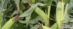 隆禧119玉米种特性特征，附简介 隆禧119玉米品种介绍