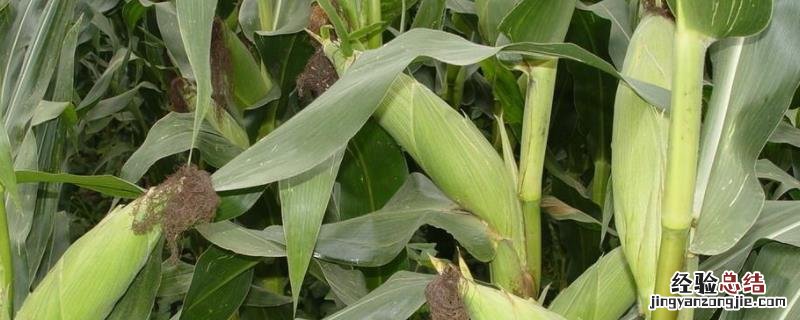 隆禧119玉米种特性特征,附简介 隆禧119玉米品种介绍