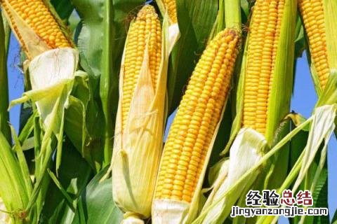 隆禧119玉米种特性特征,附简介 隆禧119玉米品种介绍
