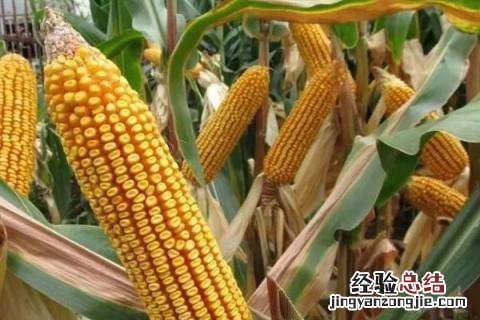 隆禧119玉米种特性特征,附简介 隆禧119玉米品种介绍