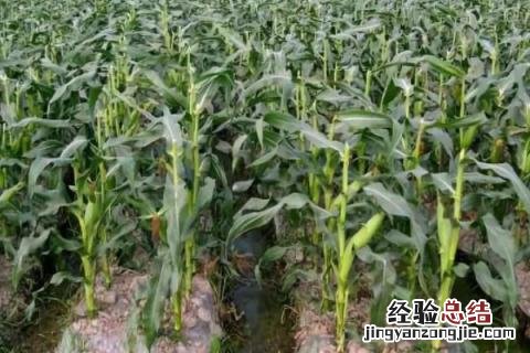 德单1104玉米品种介绍 德单145玉米品种介绍
