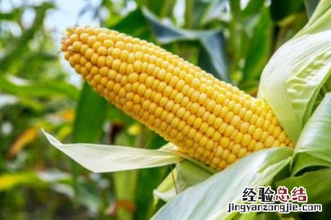 德单1104玉米品种介绍 德单145玉米品种介绍