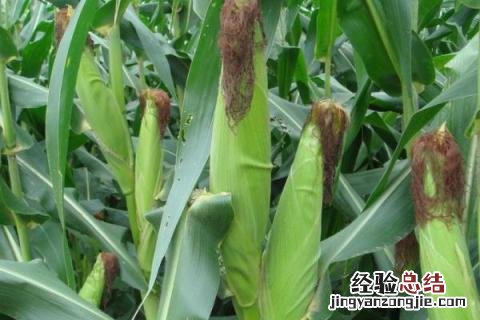 德单1104玉米品种介绍 德单145玉米品种介绍