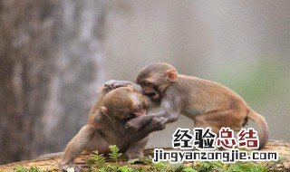 小猴子学飞说明了什么 小猴不学爬树而学飞行,是因为什么?