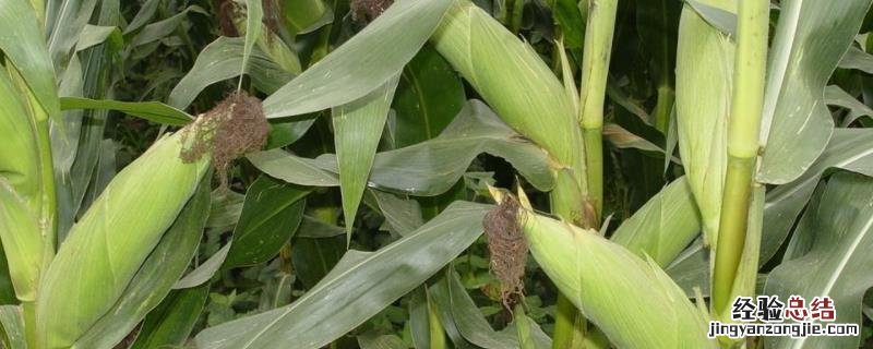 金苑玉z658玉米种子简介1 金苑玉z658玉米种子特征特性，附简介