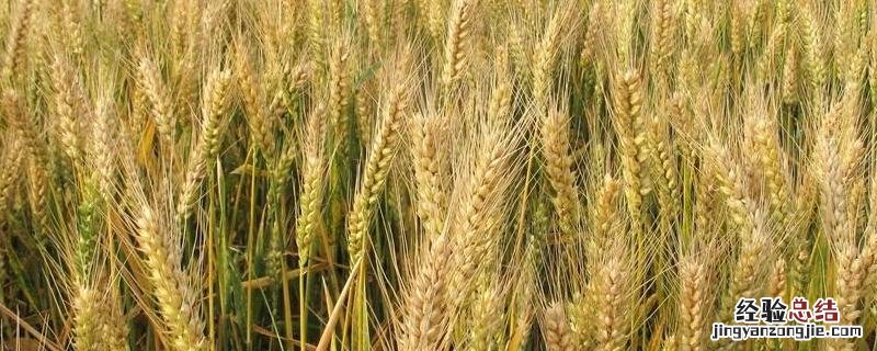 小麦每公顷产量一定小麦的总产量与公顷数，1方小麦等于多少吨