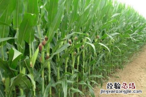 宁单45玉米品种介绍 宁单45玉米种子介绍