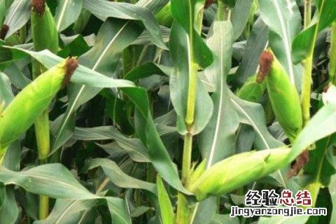 黄水晶58玉米种子株高是多高 黄水晶新单58玉米种特征特性，附简介