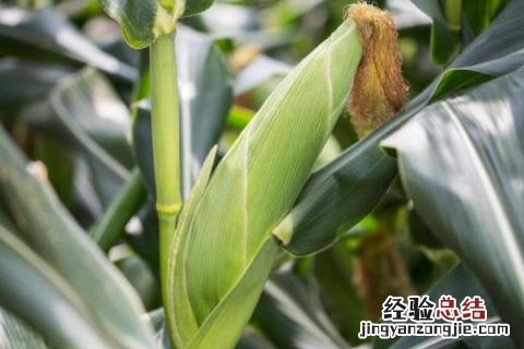 黄水晶58玉米种子株高是多高 黄水晶新单58玉米种特征特性，附简介