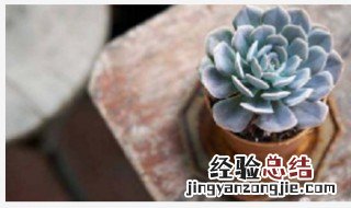 为什么多肉老是养不活 为什么多肉老是养不活呢