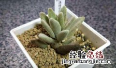 孙悟空多肉怎么样 多肉孙悟空图片大全