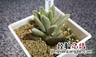 孙悟空多肉怎么样 多肉孙悟空图片大全