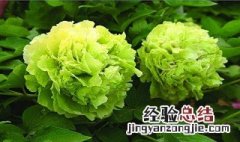 为什么绿色的花很少见了 为什么绿色的花很少见