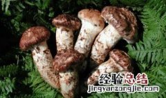 松茸的冷冻保存方法 松茸冷冻保存方法