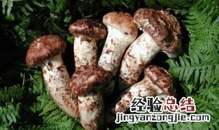 松茸的冷冻保存方法 松茸冷冻保存方法