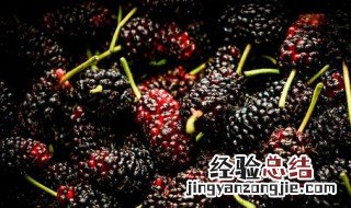 桑葚的保存方法 桑葚如何保存