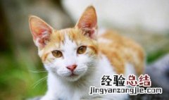 梦见猫叫是什么意思啊 梦见猫叫是什么意思