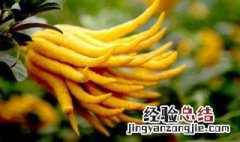 陈皮佛手泡水喝的功效 佛手泡水喝的功效
