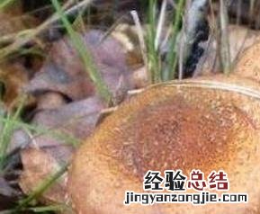 榛蘑的功效与作用禁忌 榛蘑的功效与作用