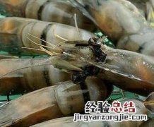 小白海虾怎么做好吃 海虾怎么做好吃