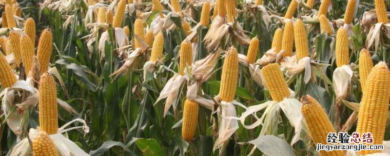富民105玉米种子特征特性,附简介 富民105玉米品种介绍视频