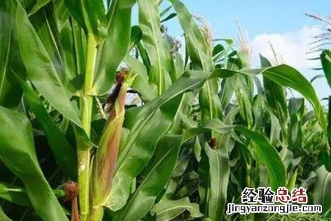 富民88玉米种子特征特性 富民88玉米种特征特性,附简介