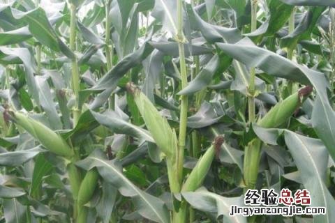 富民88玉米种子特征特性 富民88玉米种特征特性,附简介