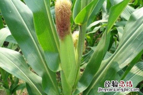 富民88玉米种子特征特性 富民88玉米种特征特性,附简介