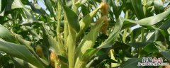 秋乐618玉米种产量如何 秋乐618玉米种特征特性，附简介