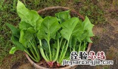 菠菜和什么炒好吃 菠菜配什么食物炒好吃