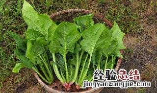菠菜和什么炒好吃 菠菜配什么食物炒好吃