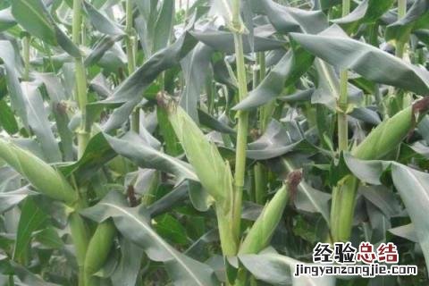 金庆717玉米品种,种几寸 金庆717玉米品种