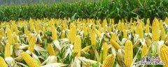 荃科928玉米种特征，附简介 荃研398玉米种子简介