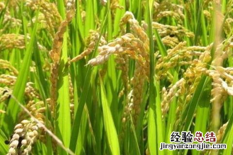 水稻的品种 水稻的品种类型有哪些