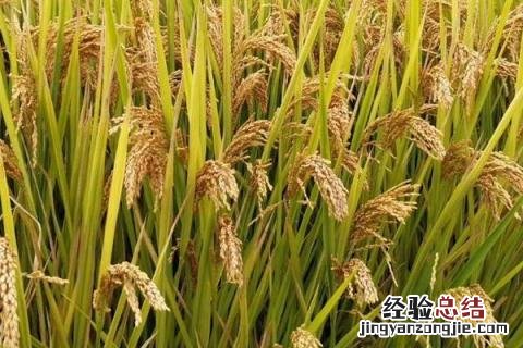 水稻的品种 水稻的品种类型有哪些