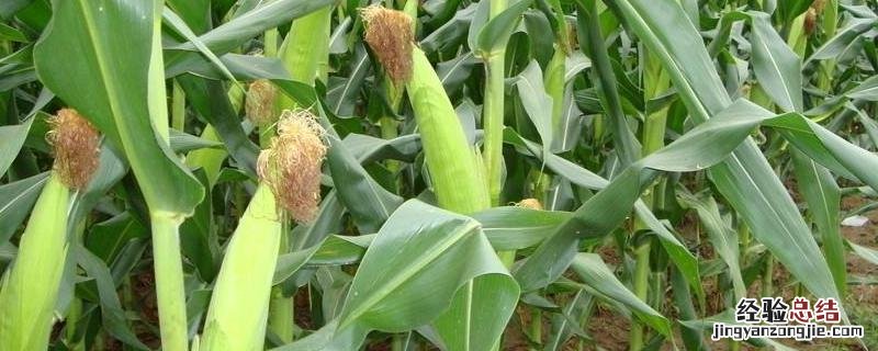 强硕88玉米特征特性 强硕98玉米种的特性，附简介