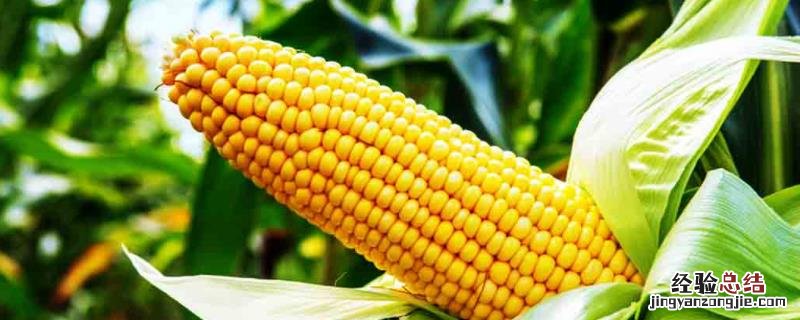 高产981玉米品种特征 玉米种泽玉9811特征，附简介