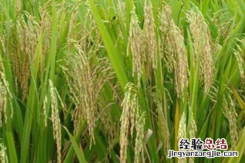 垦稻26水稻品种介绍 垦稻26水稻品种特征特性，附简介