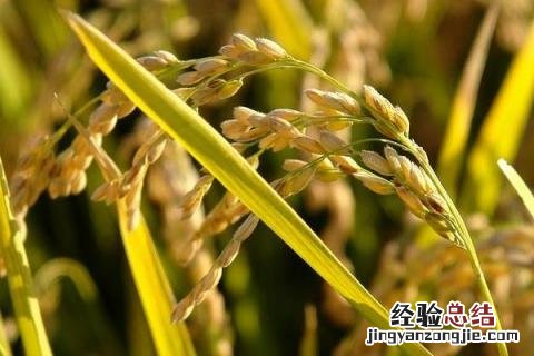 垦稻26水稻品种介绍 垦稻26水稻品种特征特性，附简介
