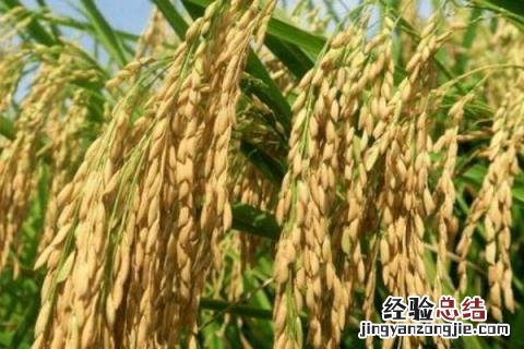 垦稻26水稻品种介绍 垦稻26水稻品种特征特性，附简介
