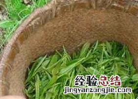 扁茶与毛尖的区别 扁茶与毛尖的区别与功效