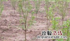 树苗怎么种 饥荒树苗怎么种