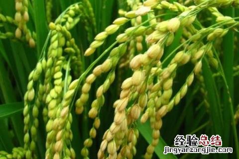 龙粳1624水稻品种特征特性 龙粳1624水稻品种
