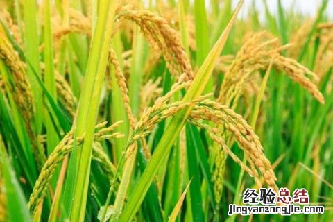 龙粳1624水稻品种特征特性 龙粳1624水稻品种