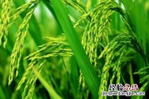龙粳1624水稻品种特征特性 龙粳1624水稻品种