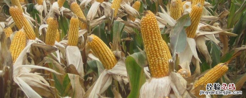中科825玉米种简介 825玉米种特点，附简介