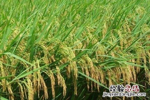 绥粳23水稻品种简介 绥粳30水稻品种介绍