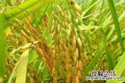 绥粳23水稻品种简介 绥粳30水稻品种介绍